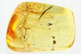 Fossil Biting Midge (Ceratopogonidae) & Spider Webs in Baltic Amber #330677-1